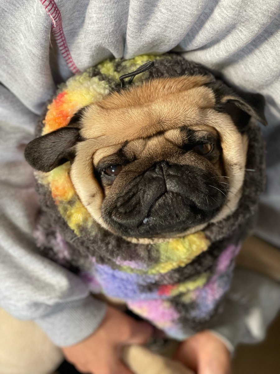 ばぐパグ (@pugbagu) / Posts / X