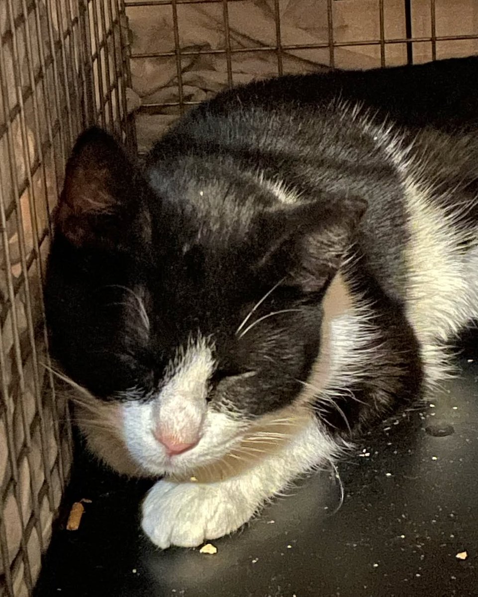 2zs9he747h3bdk's tweet image. Also home with me now, mama cat Felicity- recuperating from spay surgery yesterday. You’ve already meet her babies. #cats #catmom