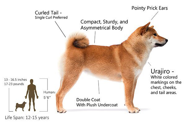 nakago_eth's tweet photo. A balanced build, compact yet agile.
A spirited presence, true to the Shiba’s hunting roots.
A look of ancient purity, echoing Japan’s native dog archetype.

He is the one. $NAKA #NAKAGO https://t.co/NFsqiaAWEq