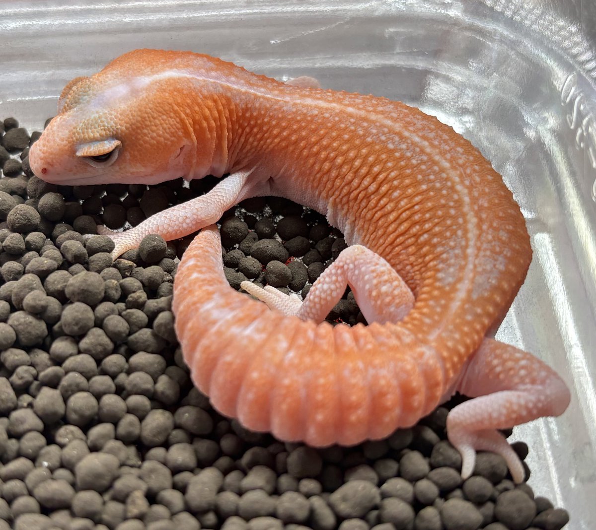 ジュニア(Gecko Jr.) tweet media