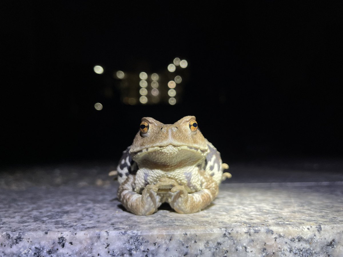 入江聖奈 tweet media