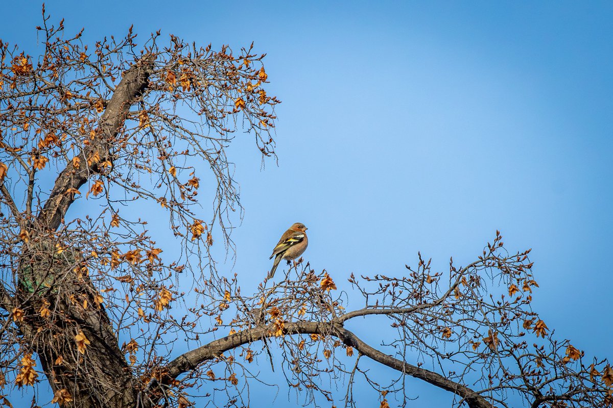National Botanical Garden of Georgia tweet media