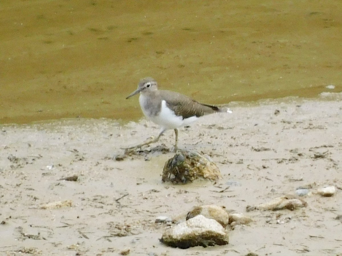 yudzurap tweet media