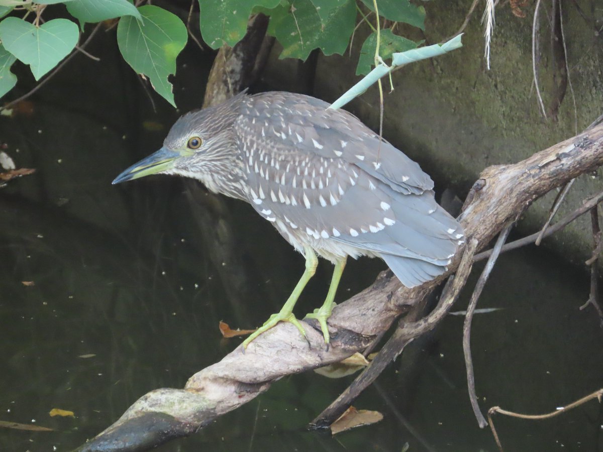 yudzurap tweet media