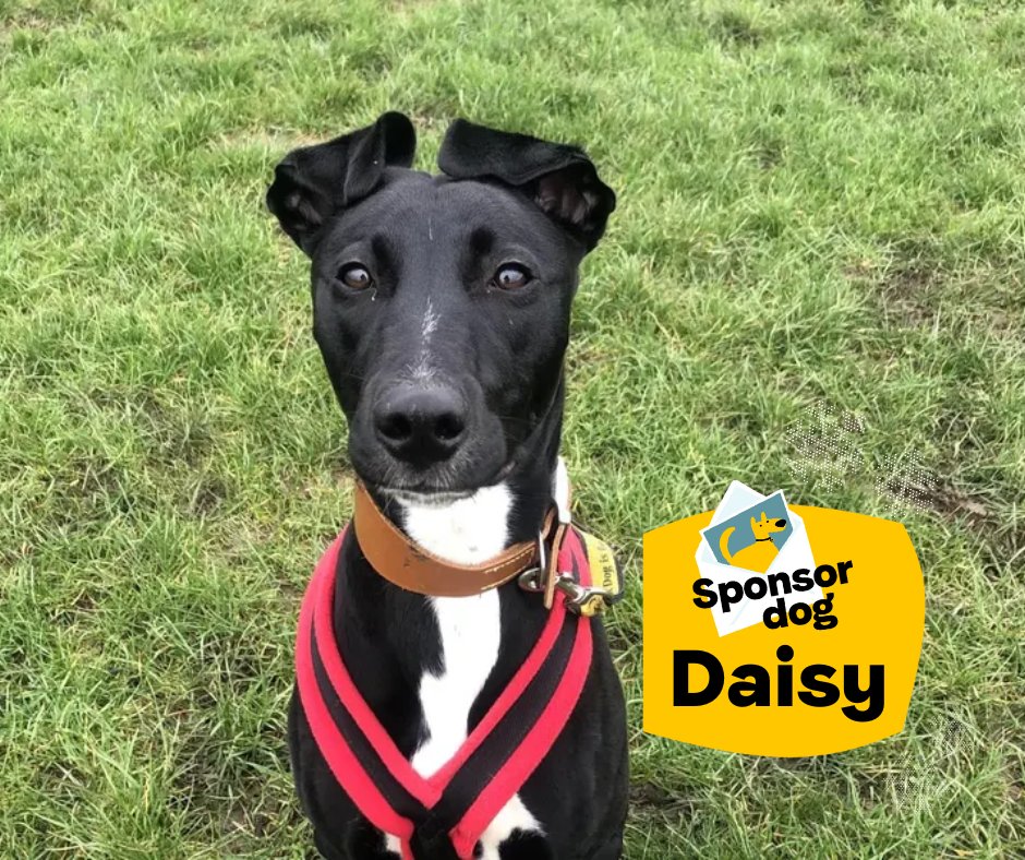 Daisy at <a href="/DT_Loughborough/">DT Loughborough</a> is our day five of the 12 days of sponsor dogs!🐶
This super excitable girl loves playing with both humans and dogs and is described as a 'hilarious goof.'
