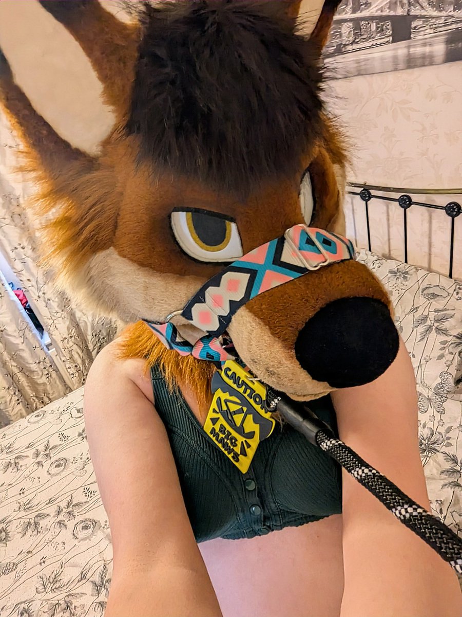 RustiDhole's tweet image. Just wait until I'm off this leash you'll wish you got bite insurance 🤬 
#Fursuiter #Dhole