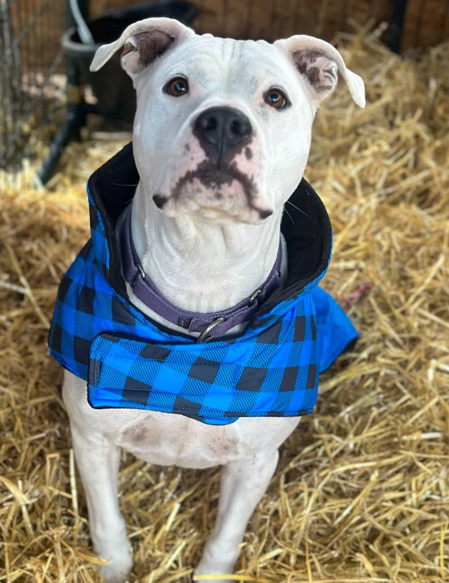 LaylasheartOR's tweet image. 🚨We are in an emergency.🚨

Our mortgage is past due, all rescue building payments are past due, and tonight it feels like 22° with the wind chill. This is the worst it has been for us in our almost five years of rescue. It is terrifying. 

We are out of time and low on food. We…