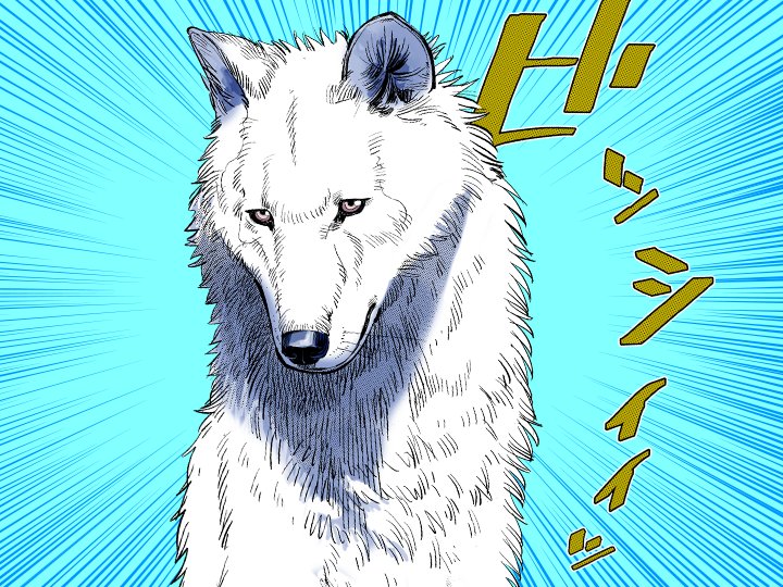 kamuy_official's tweet photo. 【誕生日記念!!】
本日１月３日は、少女を守護する気高き白狼・レタ(ラ)の誕生日です！
アシ(リ)パと共に育った、怜悧にして愛深きホ(ロ)ケウカムイの誕生日を、
アイコンでお祝いください!!
#ゴールデンカムイ https://t.co/mwBjYUZdn5