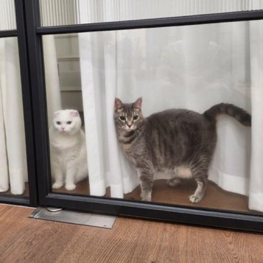 yngi91's tweet image. the concept of Gong Yoo having two cats and being Hoseok’s neighbor.. this ship is sailing so badly…