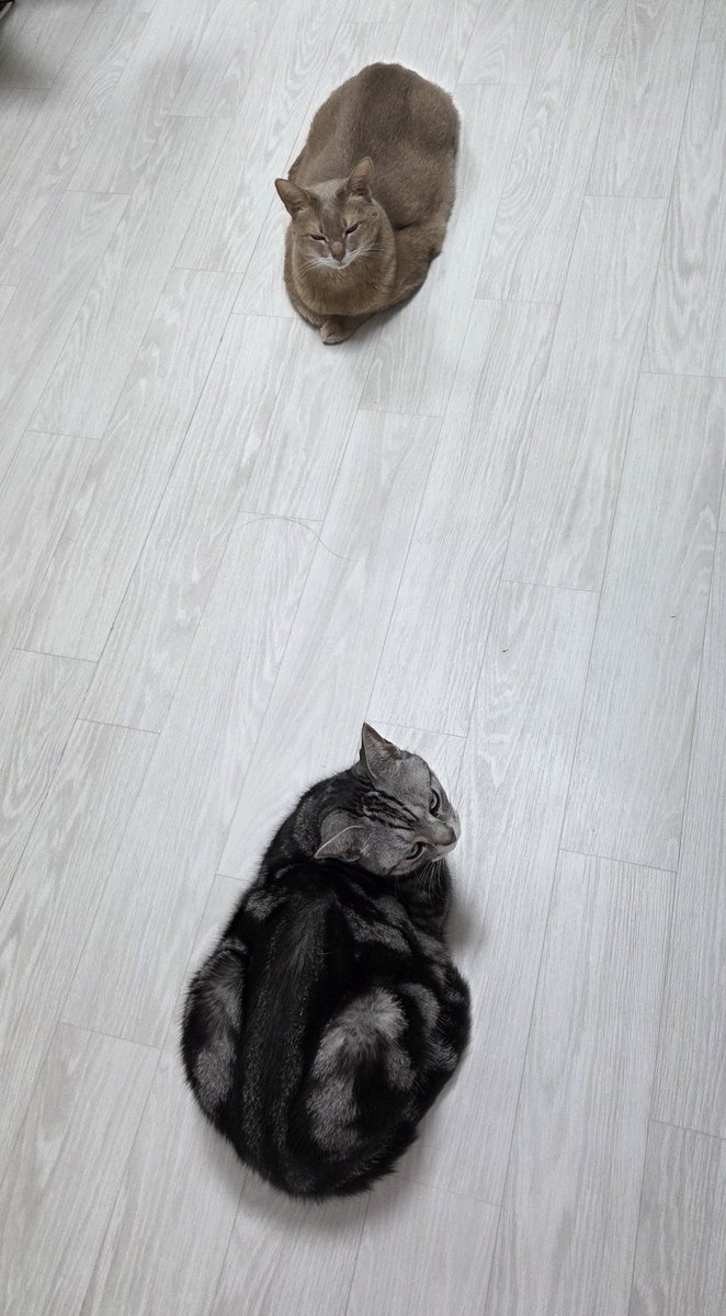 탄 식빵 그냥 식빵