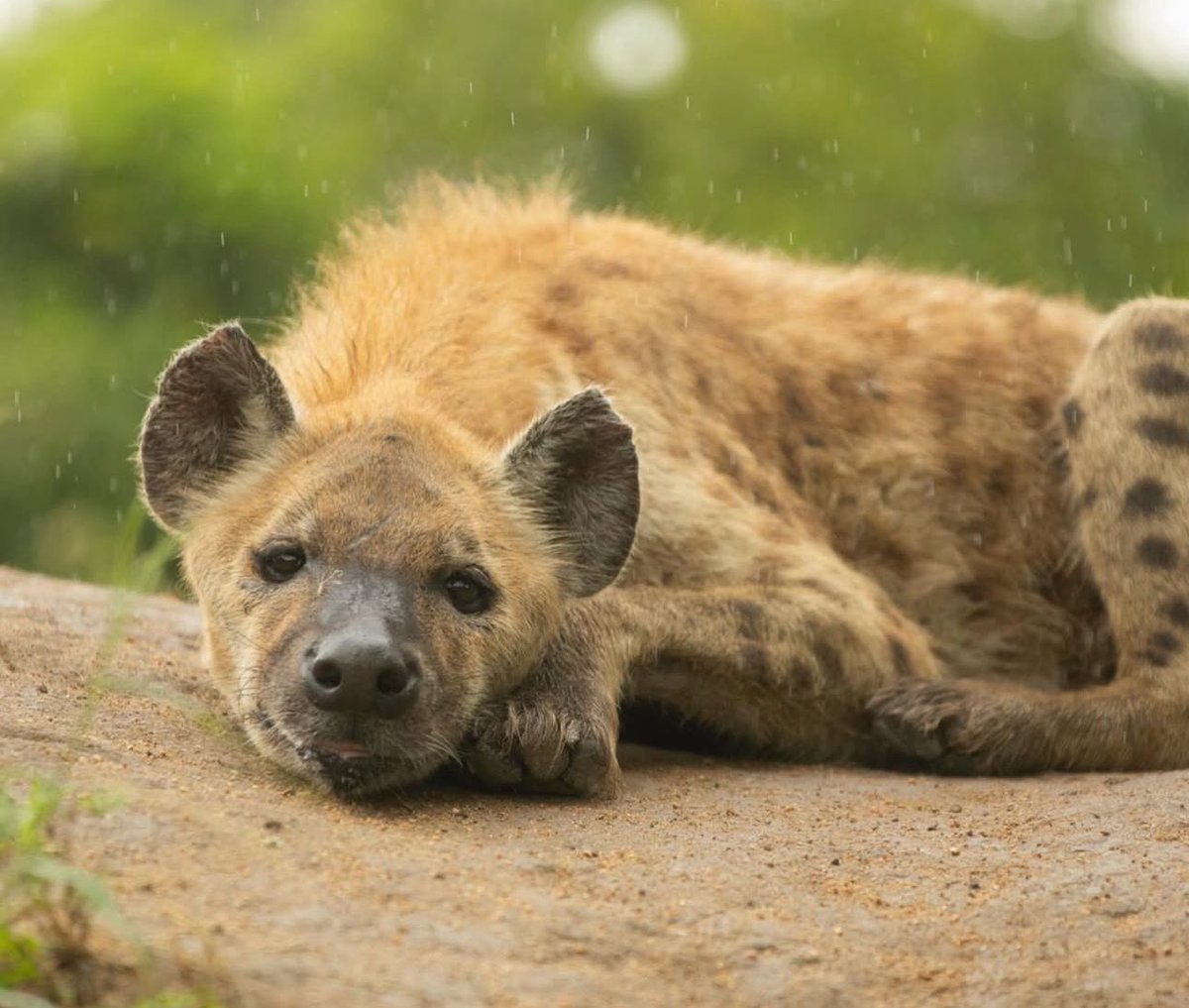 RobertIrwin's tweet photo. The footprint… and the animal who made it. Hyena! https://t.co/NC943jkOAp