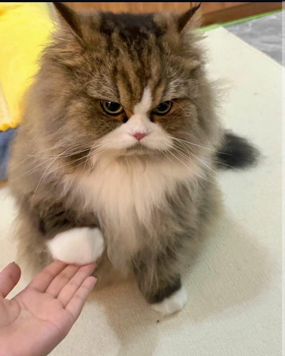 Cat 🐈 tweet media