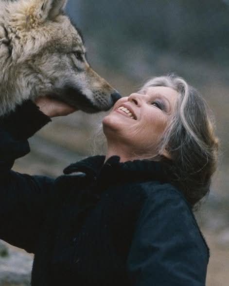 AdeaClaude's tweet image. Le Parc à loups du Gevaudan rend hommage à Brigitte Bardot.
En mars 1991,  La Fondation Bardot, avait sauvé 80 loups de Mongolie, capturés dans leur pays d'origine, puis transférés en Hongrie pour y être pendus, pour leur fourrure.
