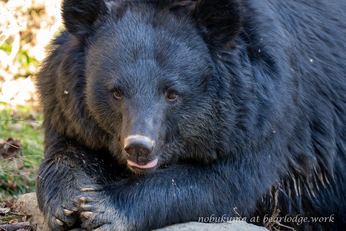 のぶクマ🐻C107 2日目 西あ-72b (西2) (@kumar0001) / Posts / X