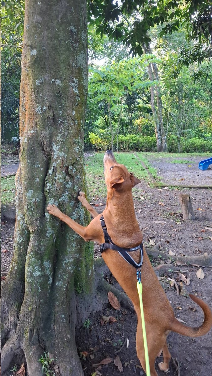 r_floresc's tweet photo. 🐿

#coonhound https://t.co/yBtF0uG6mD