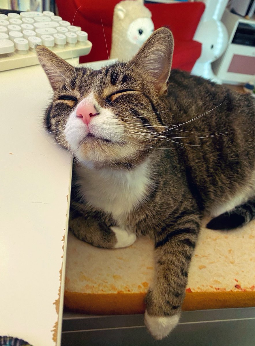 Monday…

#cat #cats