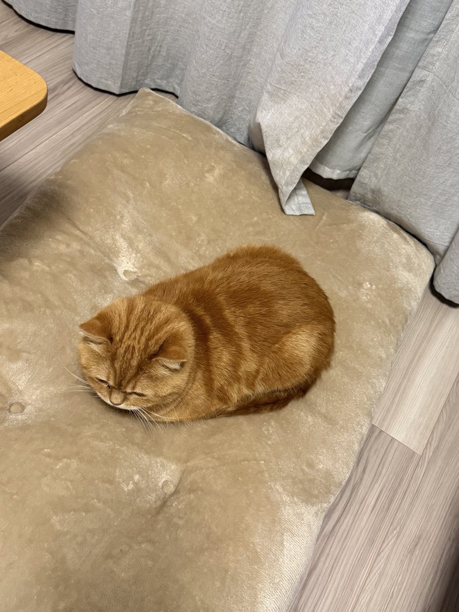 にゃむ (@nyamuchannel) / Posts / X