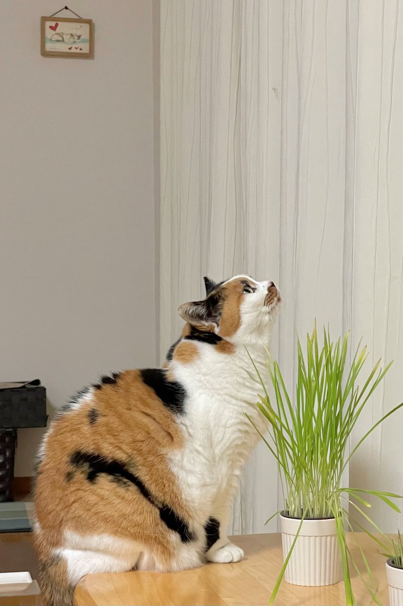 にゃんころもち (@sakura_nyancolo) / Posts / X