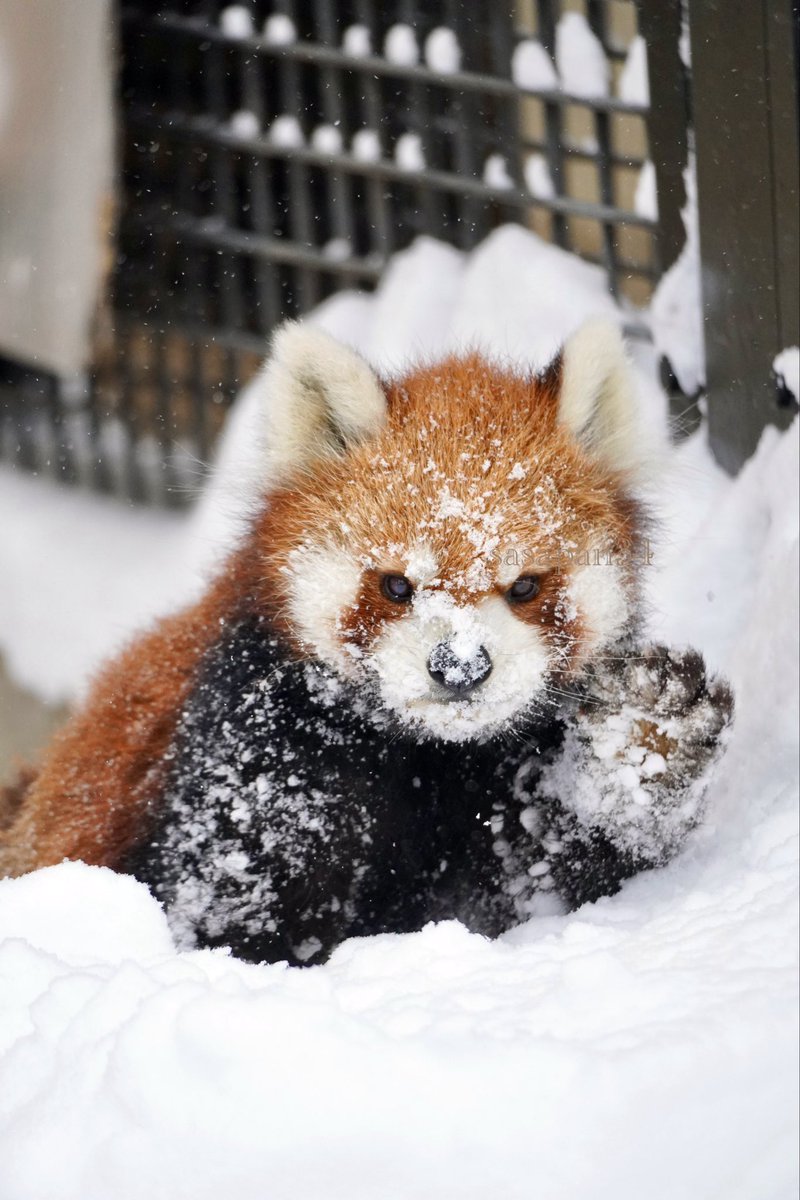 「やっほ！」
#渝渝
#旭山動物園 2025.12