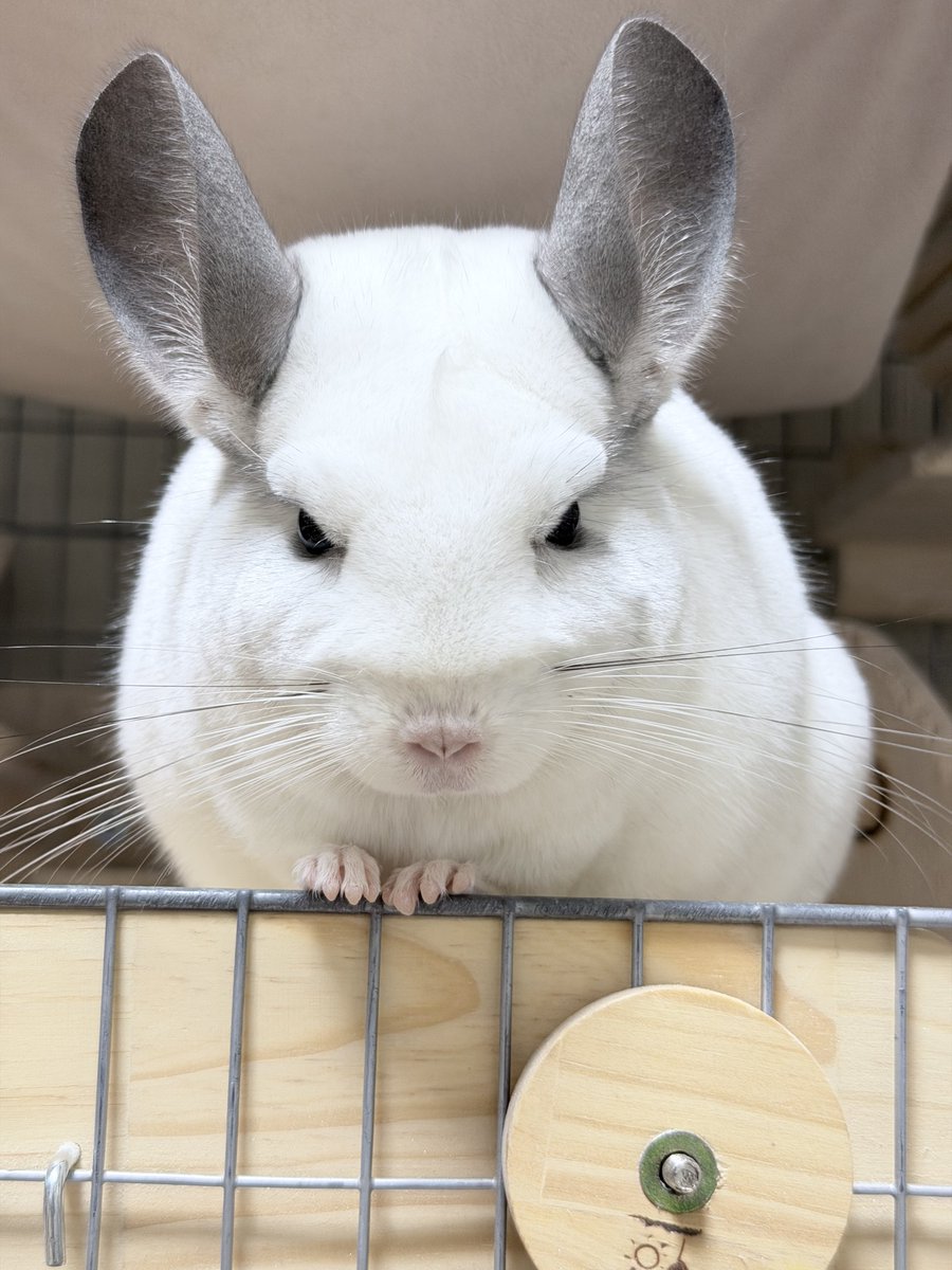 チンチラの笑顔がXで大注目を集める