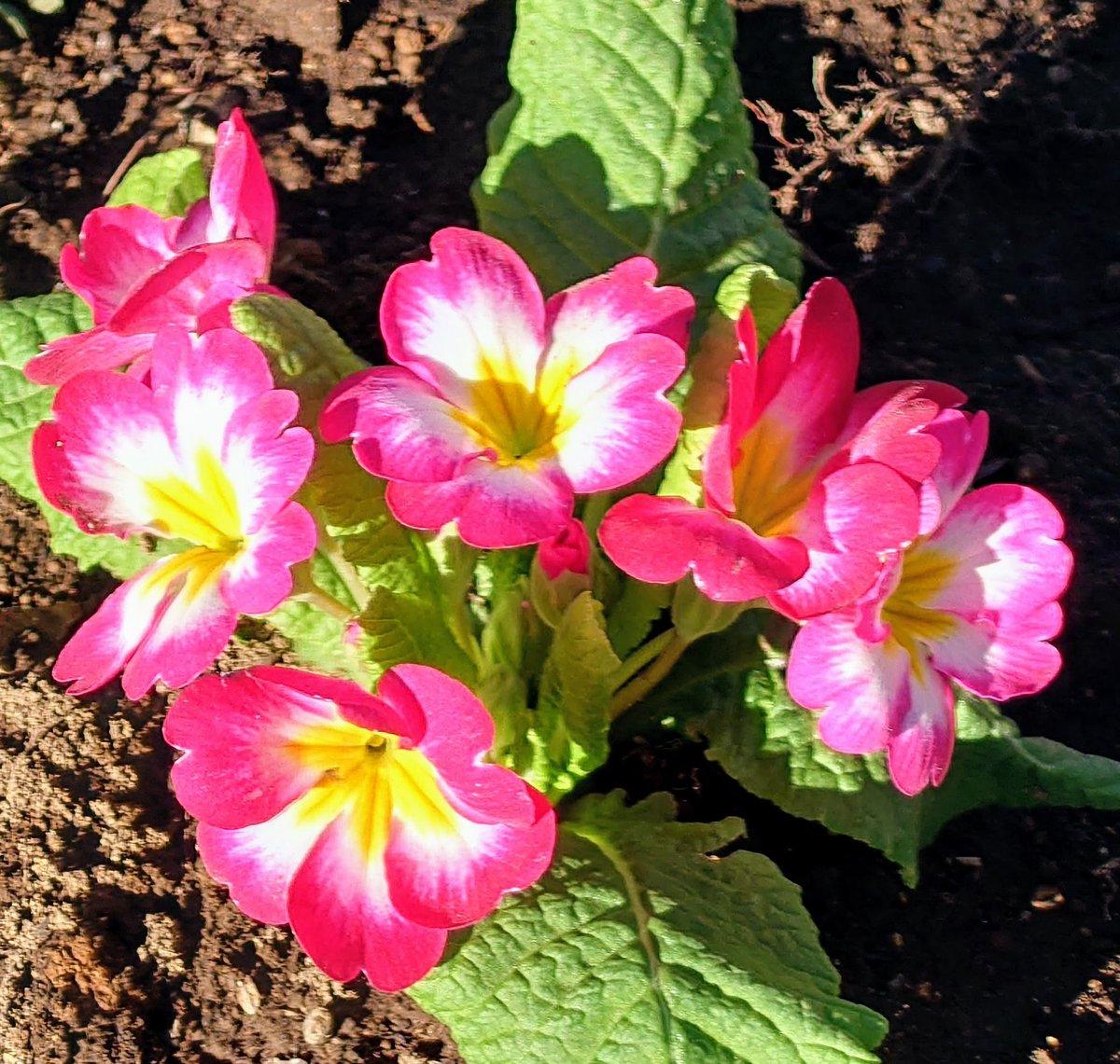 今日も1日お疲れ様でした🙇

昨日出来なかった大掃除💦
気合いを入れて頑張りました💪

無事に大掃除を終えられホッと、ですが疲れましたー😅

明日も穏やかな1日となりますように😊

#大掃除
#ピンクが鮮やかなお花