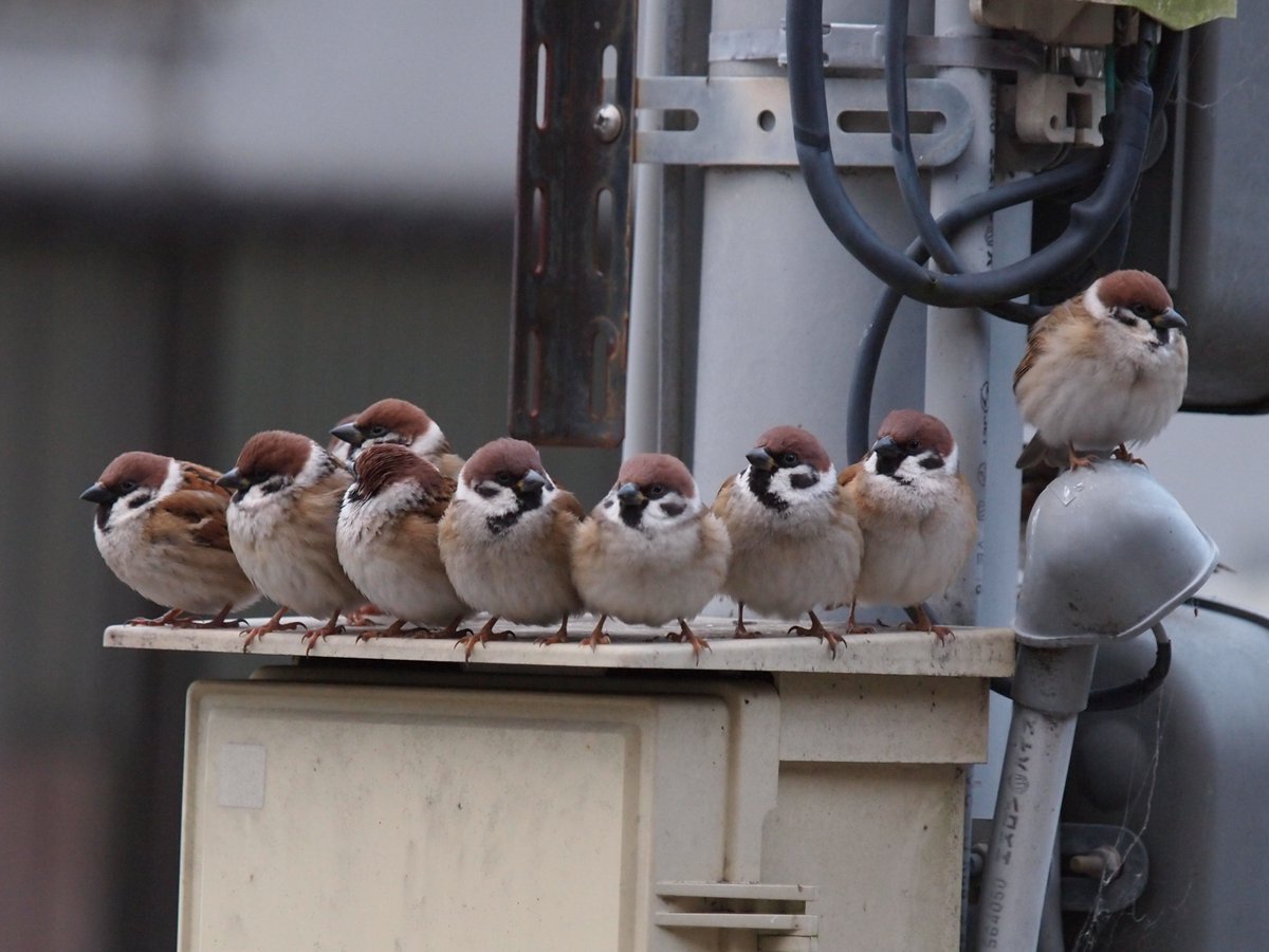 これぞイ〇バ物置状態
100モフ乗っても大丈夫？