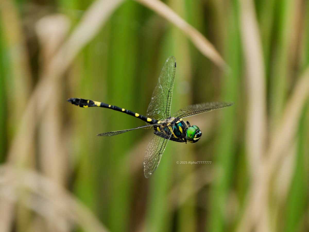 Alpha77777777 tweet media