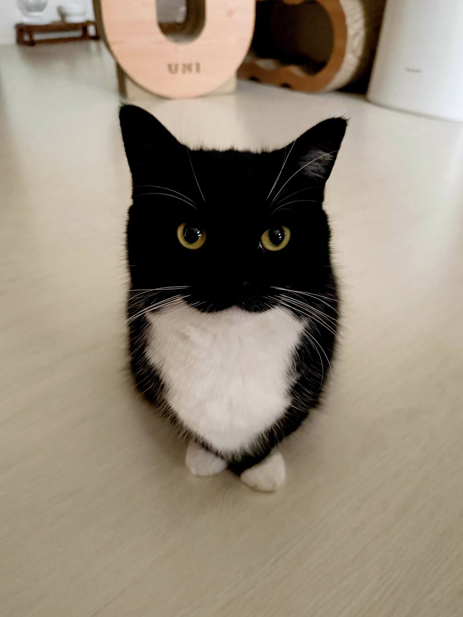 unicouniuni3's tweet photo. Cute, small, but the strongest! :3 https://t.co/05WuqgmxNH