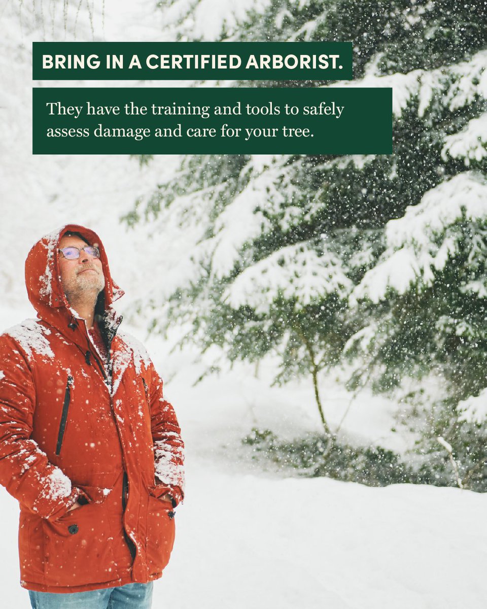Winter storms can be harsh on trees, from heavy snow to ice-laden branches. While trees are resilient, they sometimes need a little help to bounce back safely. 
 
This cheat sheet will help you know how to assist your trees after a winter storm, prevent unnecessary damage, and