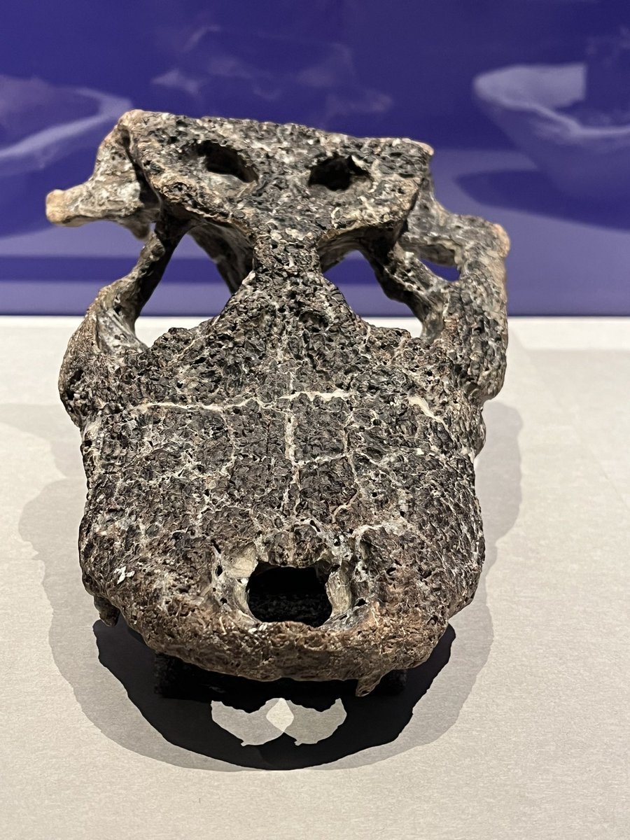 キンケツゥ・ナウ (@StarPredator247) / Posts / X