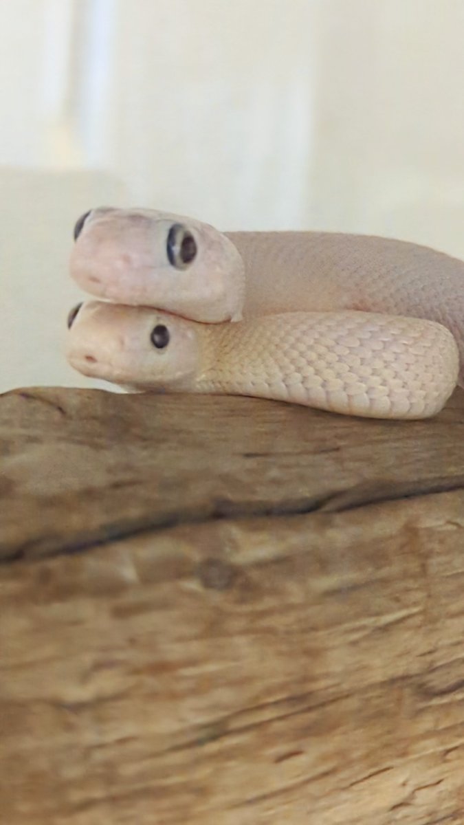 巳年も残りわずかとなりました🐍 最後にみなさんのヘビちゃんの写真を