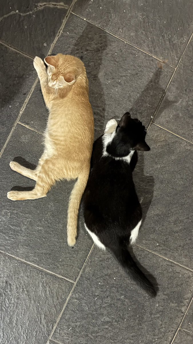 yahyes's tweet photo. Kucing https://t.co/KVj2jAsSRX
