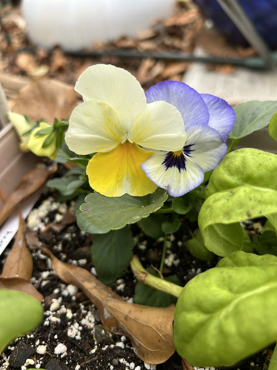 ilenagm's tweet photo. With cold, blustery weather coming the flowers are cuddling up 😂
#Flowers #Gardening #Plants #Violas #GulfOfMexico #FlowerReport #Winter https://t.co/OLuBVA17wC