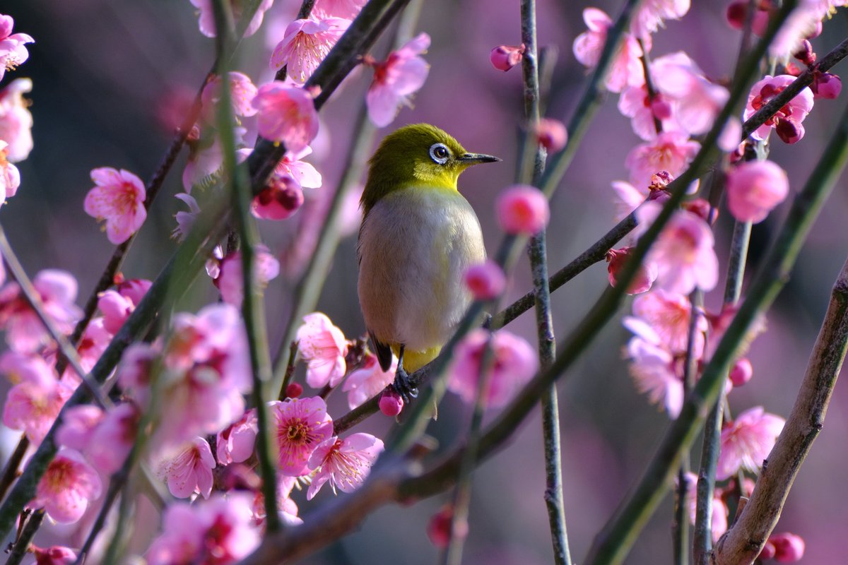 noah_plastics's tweet photo. 2025年野鳥写真マイベスト4枚🐦️せっかくなのでノントリミングで…💪🐸
やっぱりもっと高倍率のレンズ欲しい…📹️
来年も時間見つけて撮影する！
#XS10
#メジロ @香川　
#ルリビタキ @岡山
#チュウシャクシギ @ 香川
#ベニマシコ @栃木 https://t.co/GAZJpK7XWm