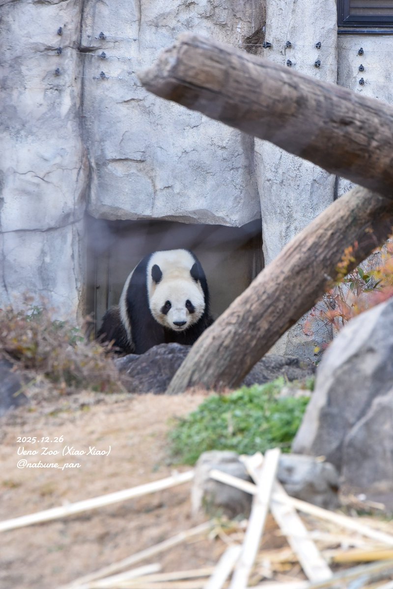 レイちゃんの、
気配、匂い、鳴き声…
双子の絆を教えてくれた、
この扉前のシャオくんの姿。
絶対に忘れないよ🥹💚💛

#シャオシャオ #暁暁 #xiaoxiao
#パンダ
#上野動物園
2025.12.26撮影