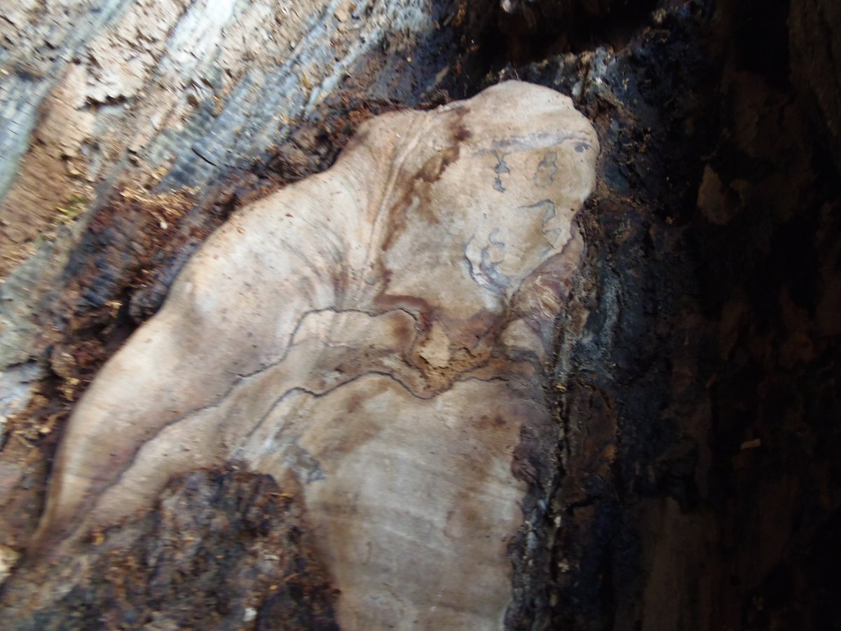 Looking inside a burned out tree. Why? IDK. :)