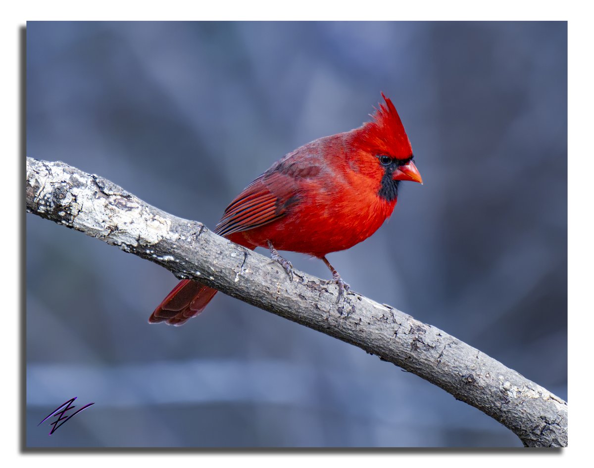 Eye on the Prize

Shot w/ <a href="/nikonusa/">NikonUSA</a> ℤ9 | NIKKOR S LENS 70mm-200mm 2.8-S | f/2.8 | 1/800s | ISO-400 | 200mm

#Photography #outdoors #birdphotography #nature #Adventure