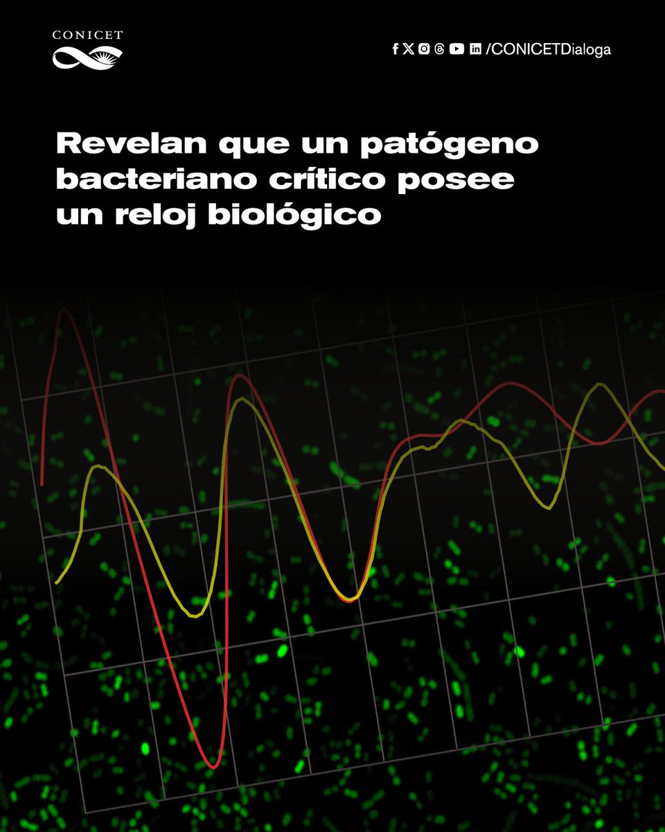 🕒 Investigadores del CONICET descubrieron que Acinetobacter baumannii, una bacteria multirresistente crítica para la salud humana, posee un reloj biológico circadiano sincronizado con los ciclos diarios de luz.

🧫El hallazgo, publicado en Communications Biology, podría cambiar