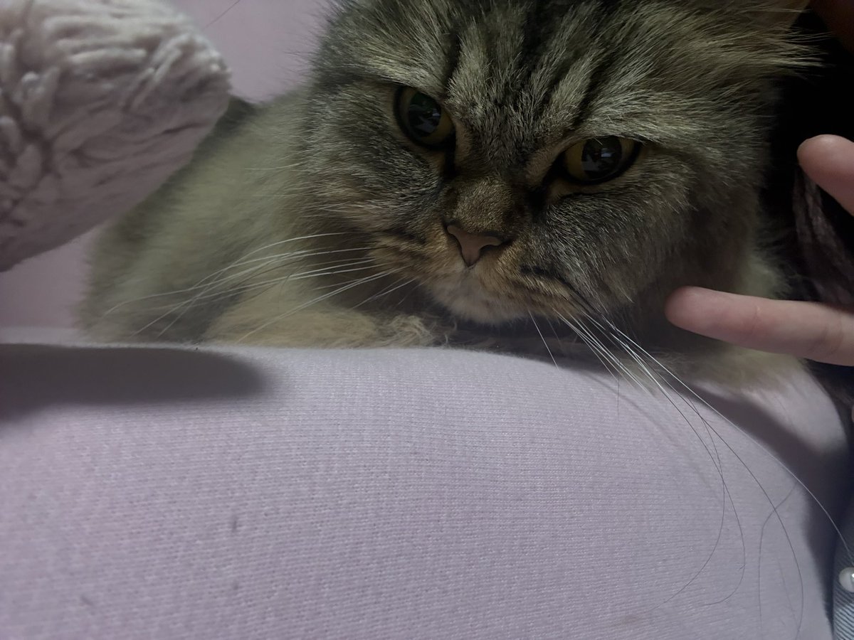 かわいすぎてむり
愛語った
ねこぶと結婚するわ