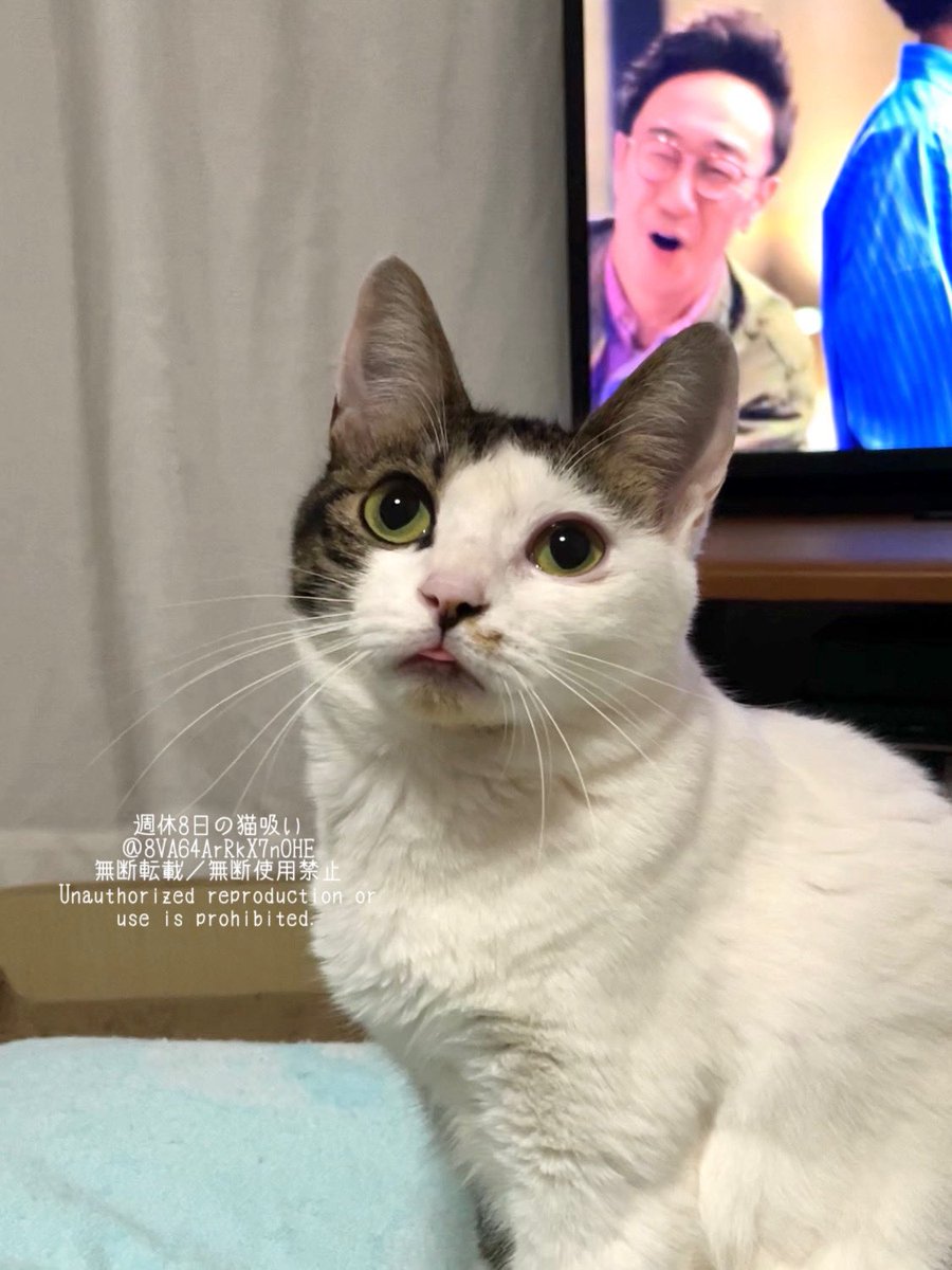 週休8日の猫吸い (@8VA64ArRkX7nOHE) / Posts / X
