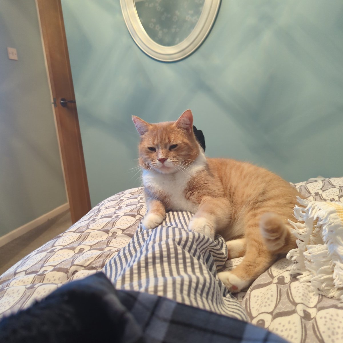 #Simba getting comfy means I can't move for the next half hour 🤣