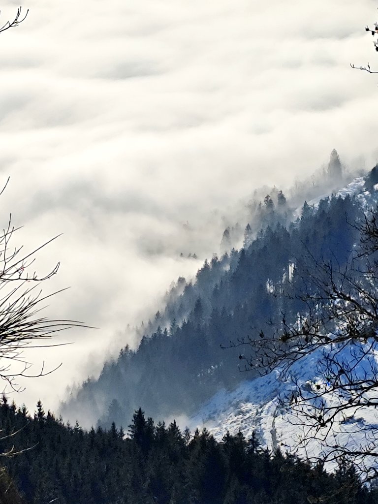 Le charme des brumes au-dessus des forêts vosgiennes... Si vous ne l'avez pas encore vu, rendez-vous en salle pour le film de Vincent Munier Le chant des forêts. #Vosges