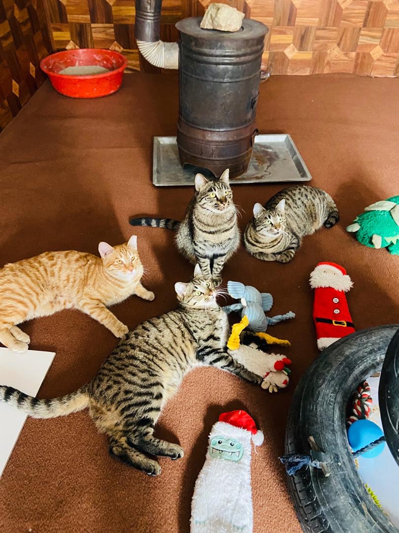 KSARshelter's tweet image. A 📝 from Kabul:
Dear KSAR Supporters, 
My Giving Circle’s December grant cycle ends in 30 hours and we at #2 at the moment, which comes with a $5,000 USD prize.   You've helped us climb into the top 2️⃣ in a very competitive round and we'd love to stay in the 🏃.  Every 🗳️…