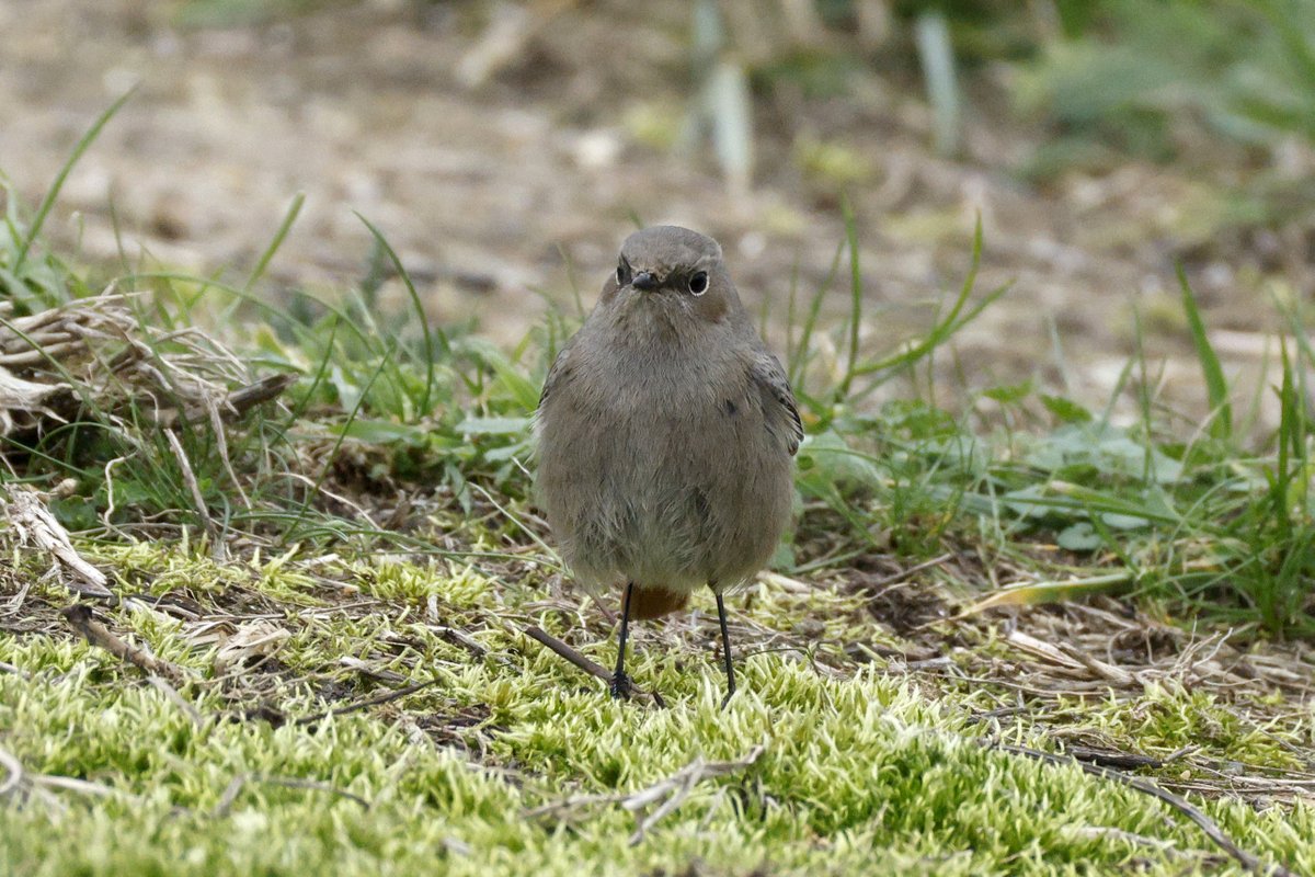 Shaun Ferguson 🇿🇦🇬🇧🏴󠁧󠁢󠁳󠁣󠁴󠁿 tweet media