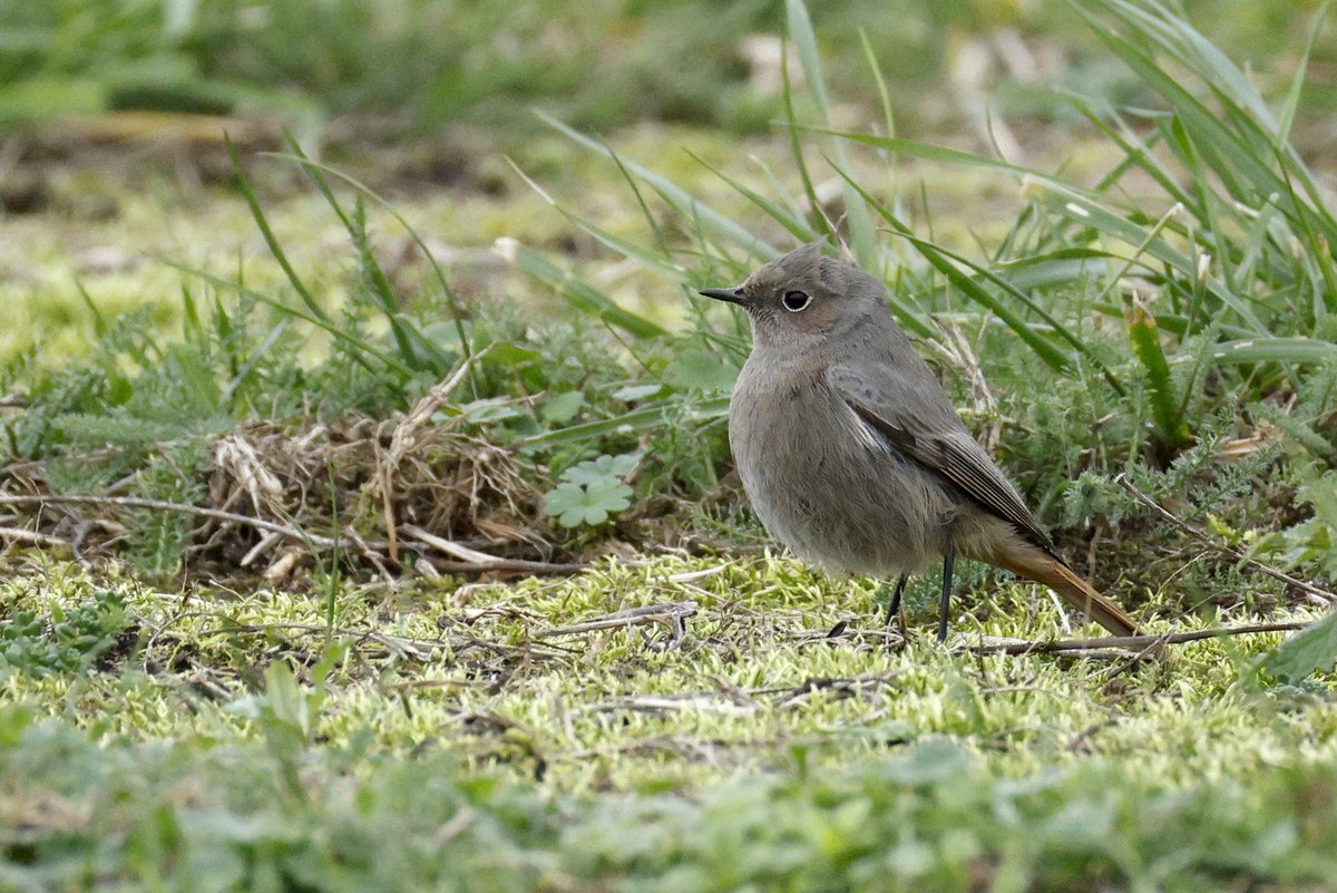 Shaun Ferguson 🇿🇦🇬🇧🏴󠁧󠁢󠁳󠁣󠁴󠁿 tweet media