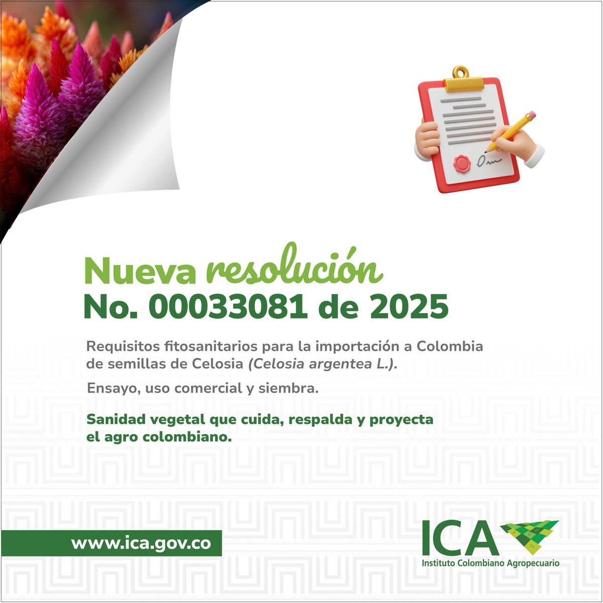 Cuidar la sanidad vegetal también abre caminos para la innovación. 🌱

Expedimos la resolución que establece los requisitos fitosanitarios para la importación a Colombia de semillas de Celosia (Celosia argentea L.), originarias de Tailandia y procedentes de Estados Unidos.
