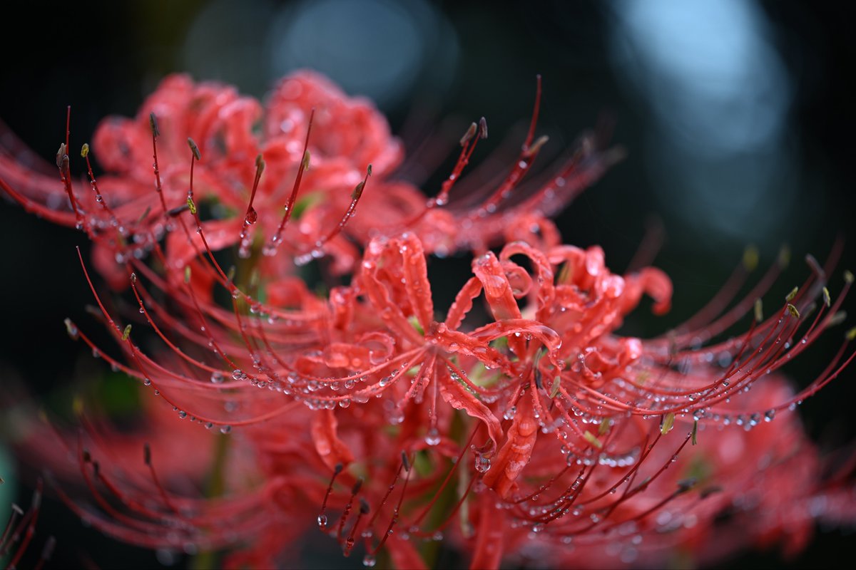 kazumi (@zf1118kazumi) / Posts / X