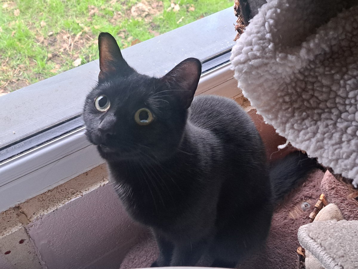 animalswilmslow's tweet image. 🎉 Outgoing and full of personality, Damien is 3 yrs and loves being part of the action! 😻
Best with older children &amp;amp; calm cats; may suit a dog if introductions go smoothly.
📍 Visit heswilmslow.co.uk/damien| Call us on: 01625 520 802 💌 Like &amp;amp; share! #CatsUK #AdoptDontShop