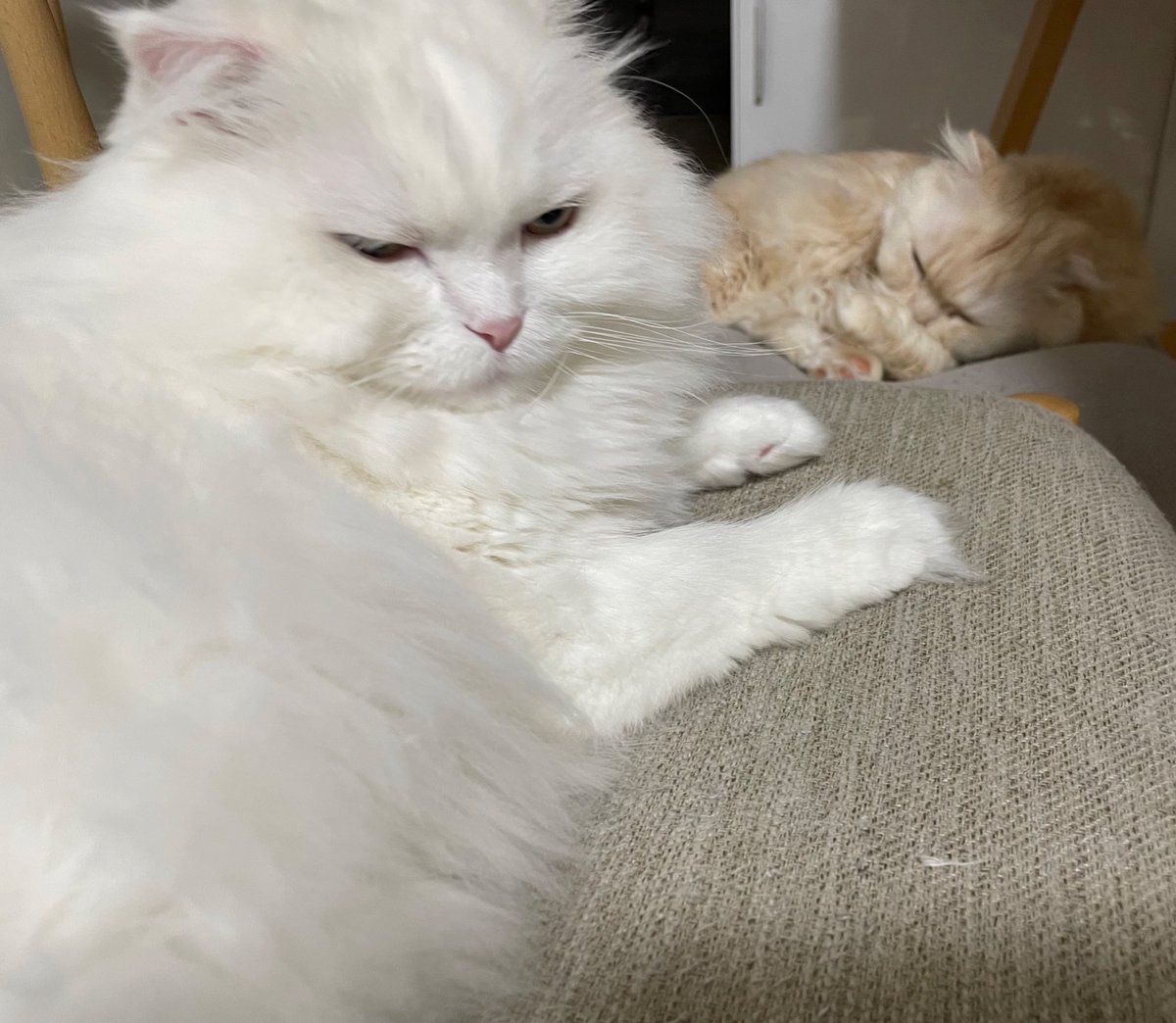 2025もなんだかんだ楽しかったなぁ〜
まさか残り1日で泣くと思ってなかった
ありがとう
もっちりーずもふわふわ元気でかわいい
眠くてすごい顔だ😊