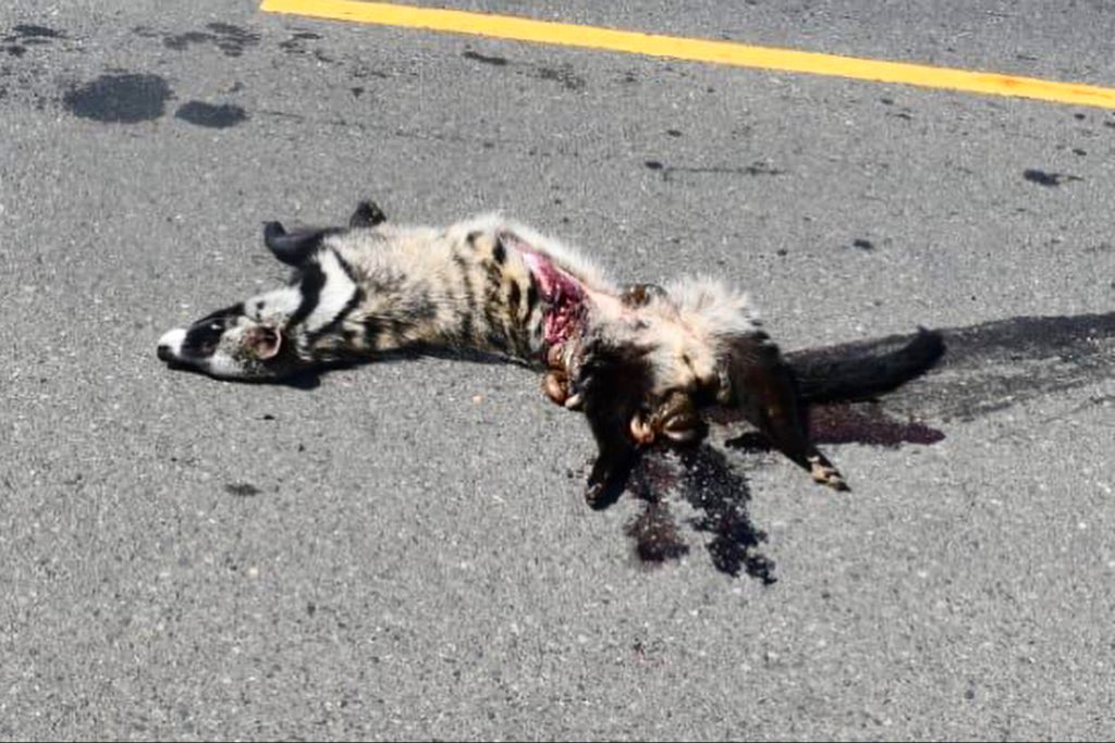 Hirola Conservation tweet media